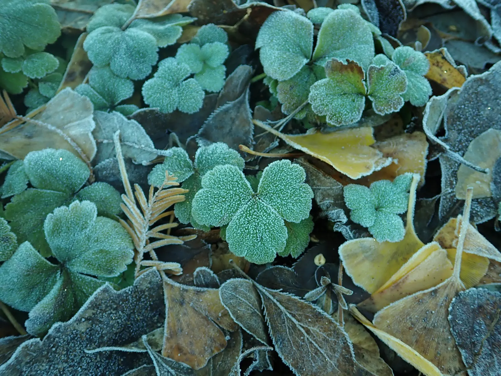 Siberian Barren Strawberry (Waldsteinia Ternata) — it boasts a high tolerance for drought