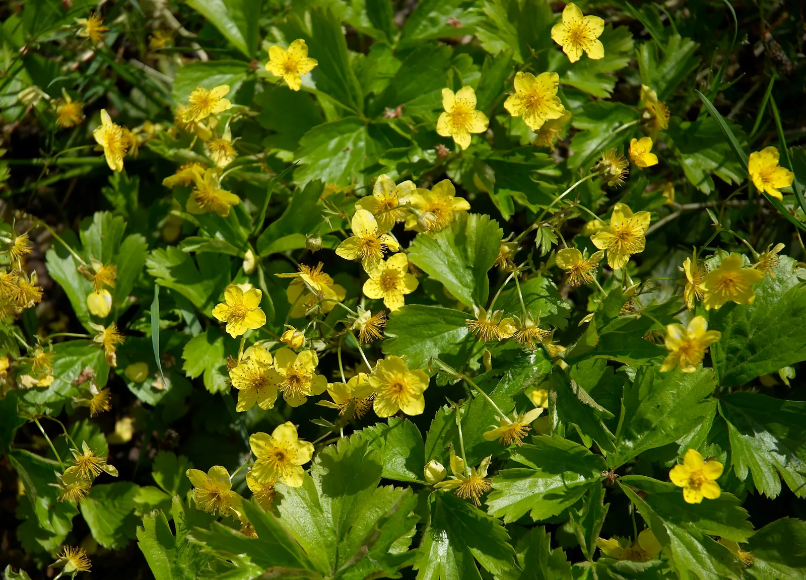 Siberian Barren Strawberry (Waldsteinia Ternata) — adding a splash of seasonal color to the garden