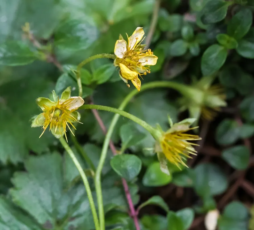 Siberian Barren Strawberry (Waldsteinia Ternata) — creating a vibrant contrast against the verdant leaves