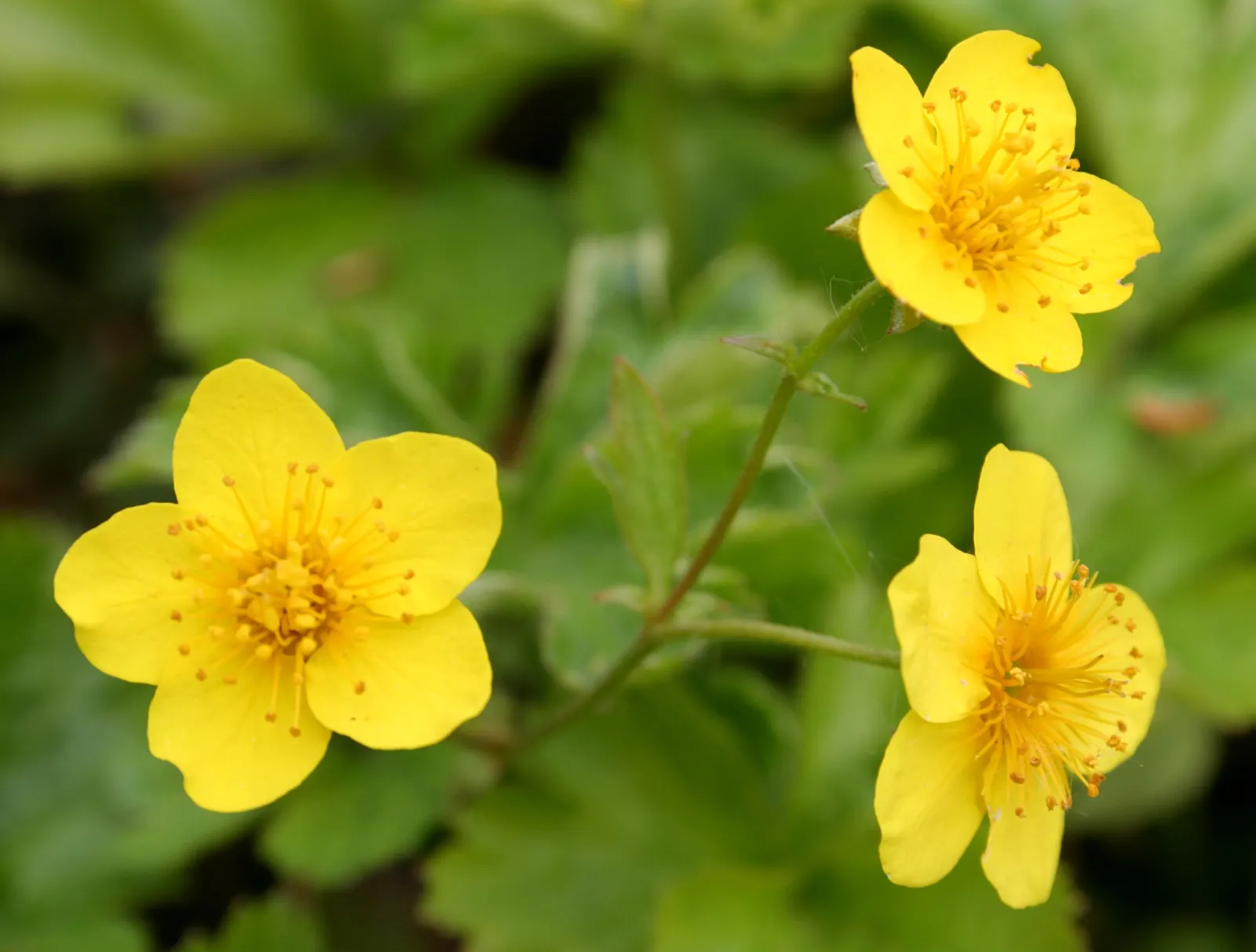 Siberian Barren Strawberry (Waldsteinia Ternata) — emphasize its ease of care