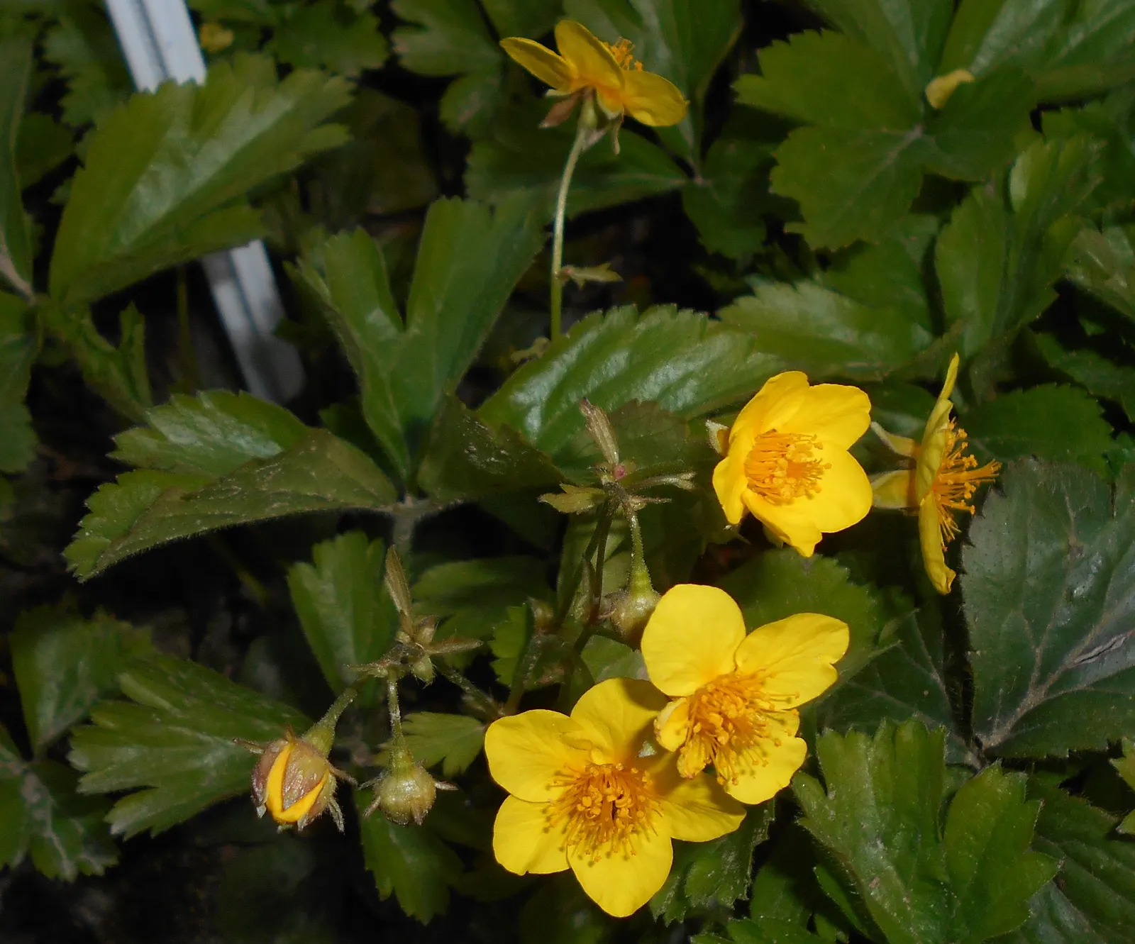 Siberian Barren Strawberry (Waldsteinia Ternata) — it adapts well to a range of soils
