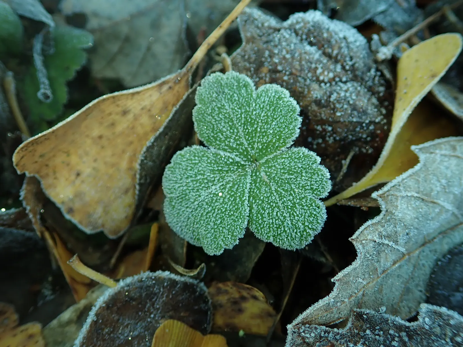 Siberian Barren Strawberry (Waldsteinia Ternata) — evergreen groundcover that thrives in USDA zones 4-8