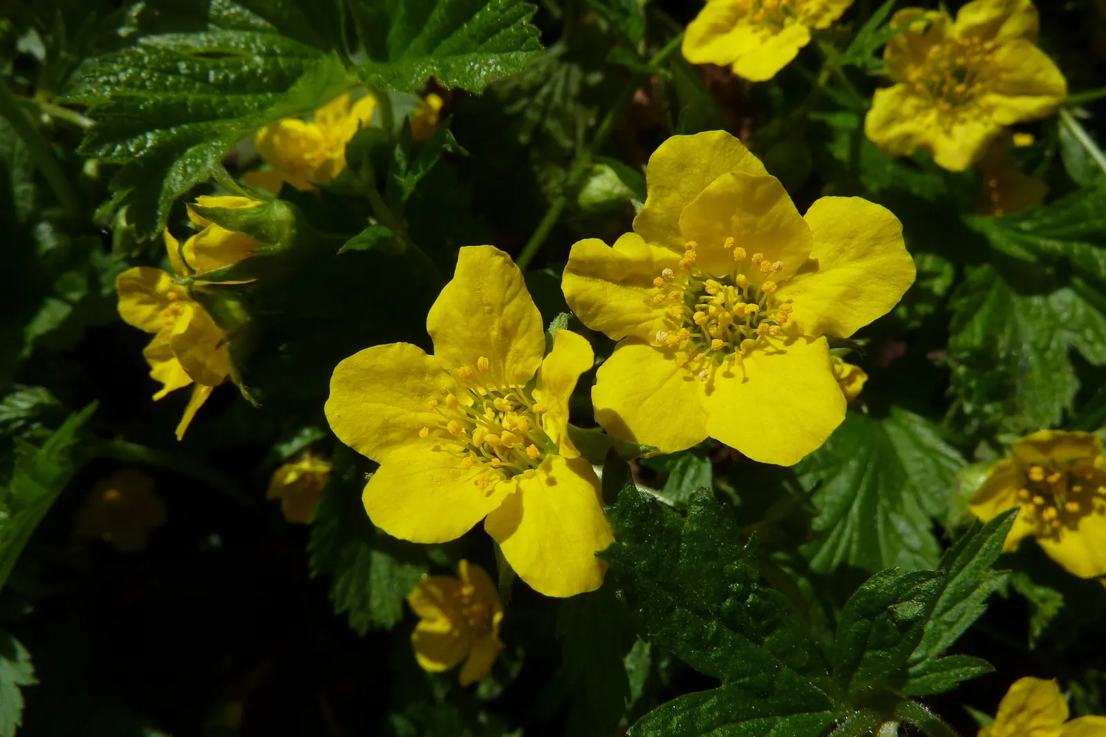 Siberian Barren Strawberry (Waldsteinia Ternata) — decorative qualities throughout multiple seasons