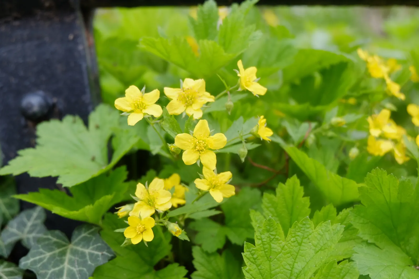 Siberian Barren Strawberry (Waldsteinia Ternata) — The plant itself typically grows to about 6-12 inches tall and can spread expansively