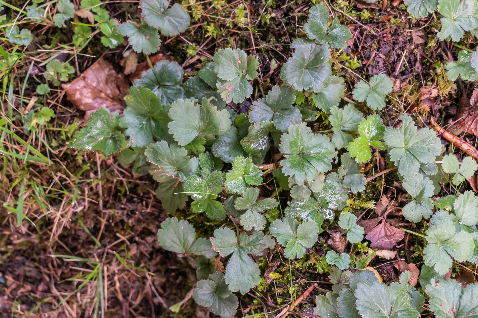 Siberian Barren Strawberry (Waldsteinia Ternata) — the Siberian Barren Strawberry thrives best in well-draining soil with moderate moisture