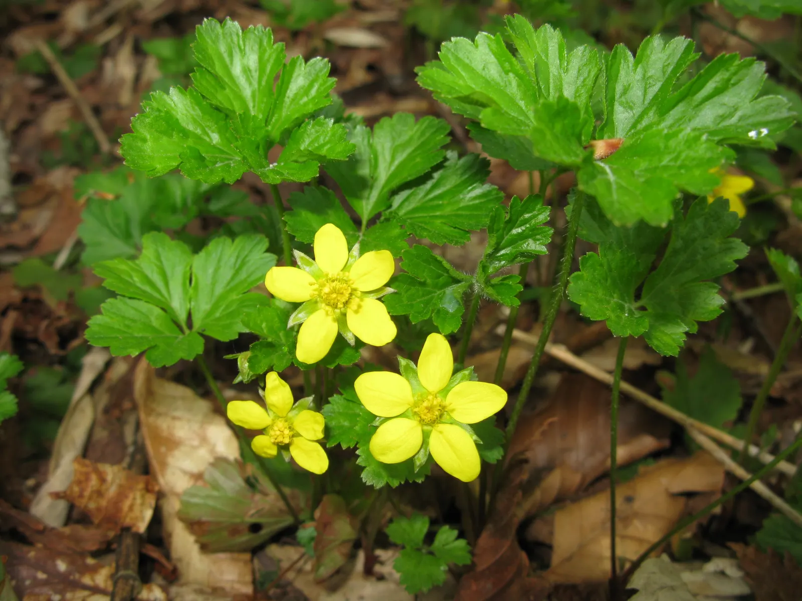 Siberian Barren Strawberry (Waldsteinia Ternata) — These blossoms last several weeks and are followed by inedible