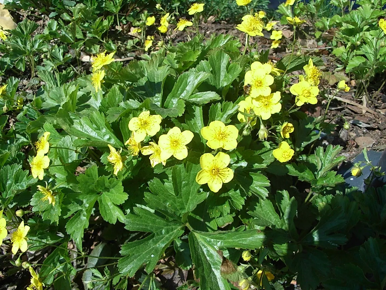 Siberian Barren Strawberry (Waldsteinia Ternata) — yellow flowers in the garden
