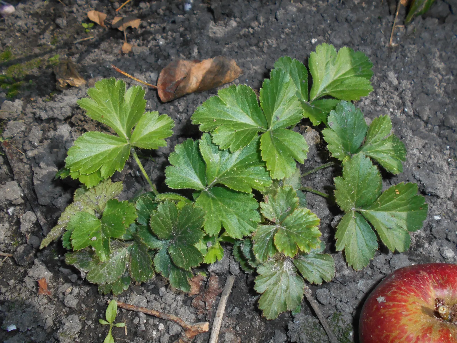 Siberian Barren Strawberry (Waldsteinia Ternata) — When educating the client