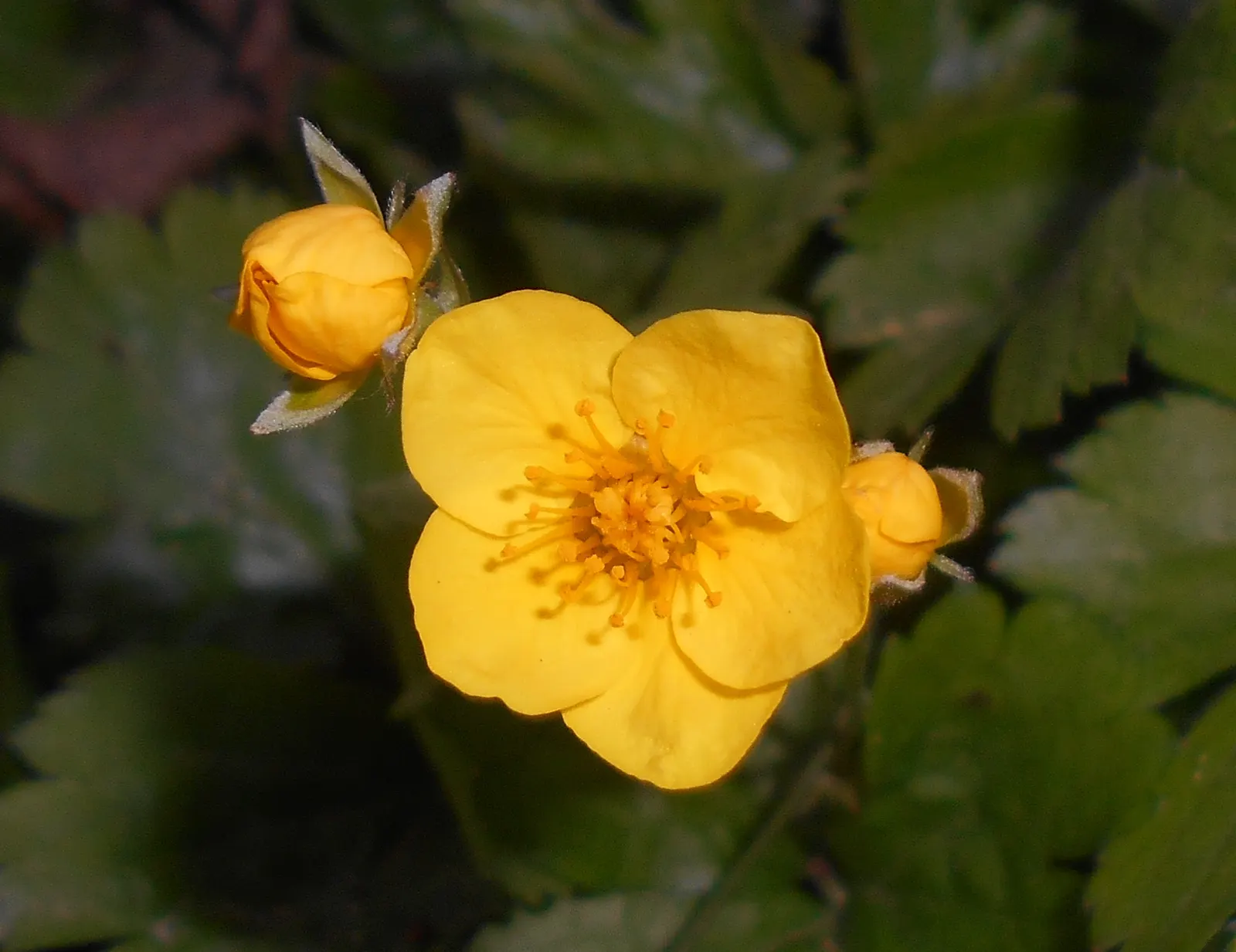 Siberian Barren Strawberry (Waldsteinia Ternata) — It's virtually disease and pest-free