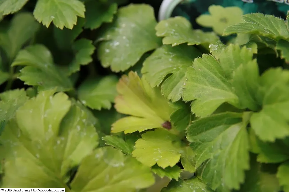 Siberian Barren Strawberry (Waldsteinia Ternata) — low-growing perennial that offers robust ground cover with a bonus of delicate beauty