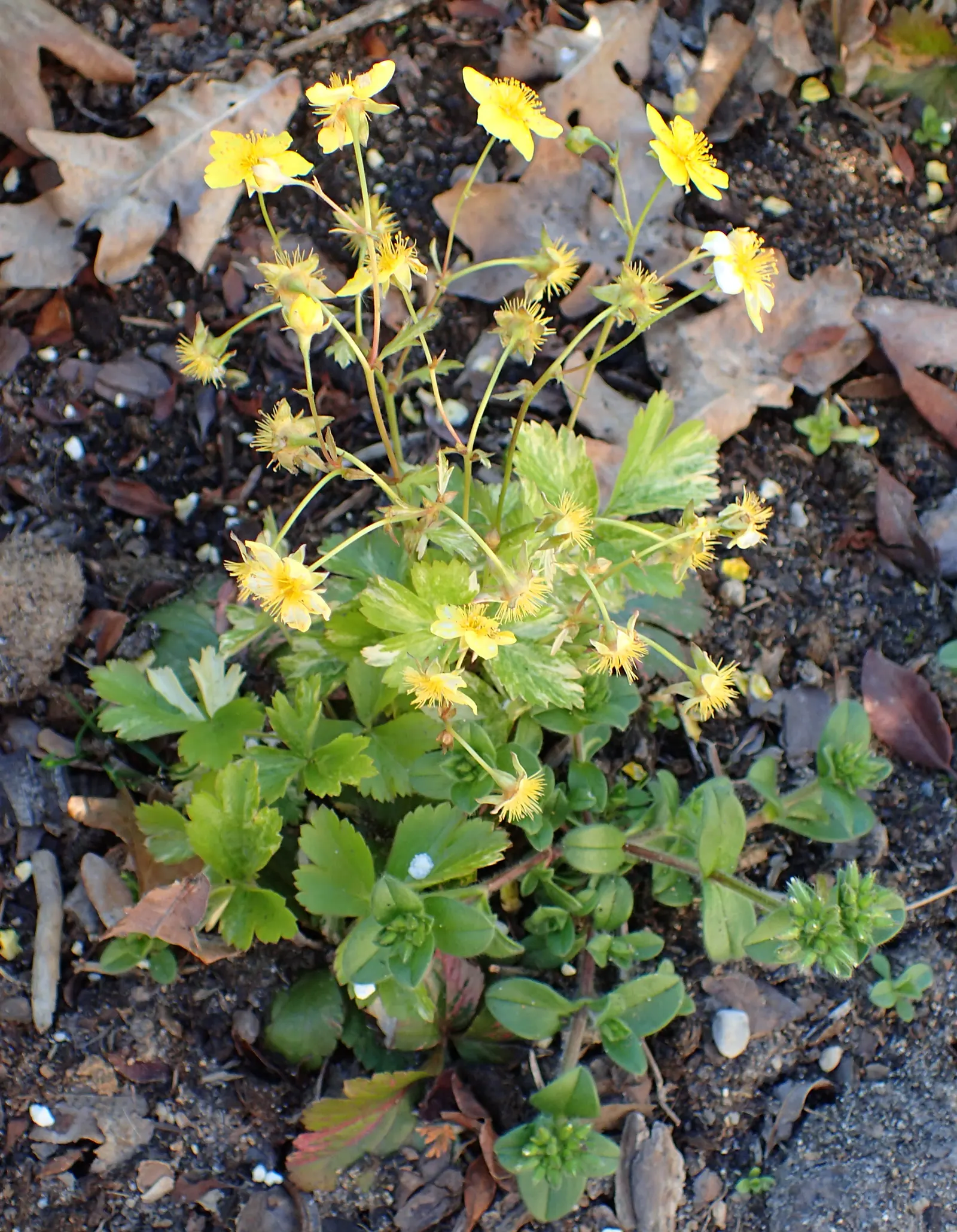 Siberian Barren Strawberry (Waldsteinia Ternata) — buttercup-like flowers emerge