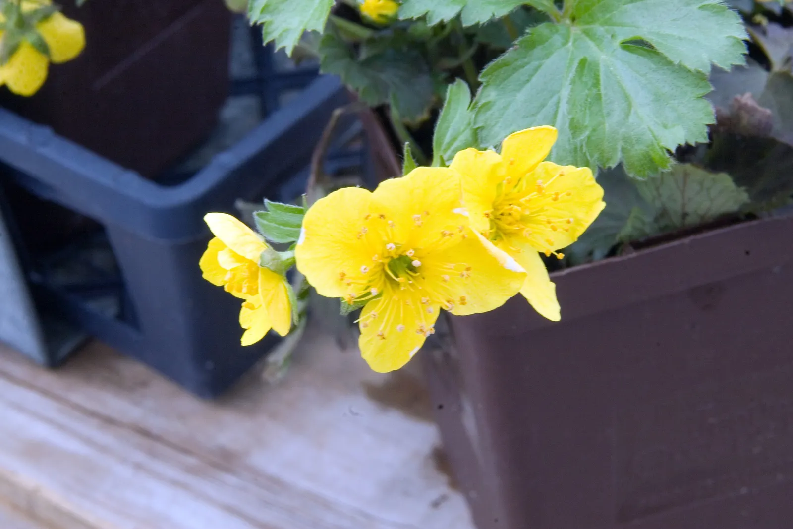 Siberian Barren Strawberry (Waldsteinia Ternata) — low-maintenance choice for your client