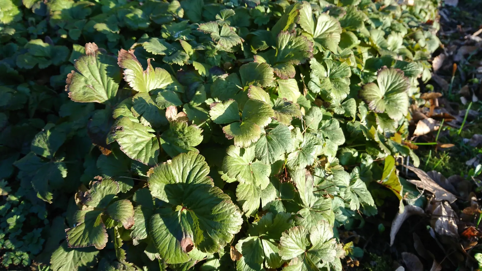 Siberian Barren Strawberry (Waldsteinia Ternata) — which turn a striking coppery-bronze hue in the autumn