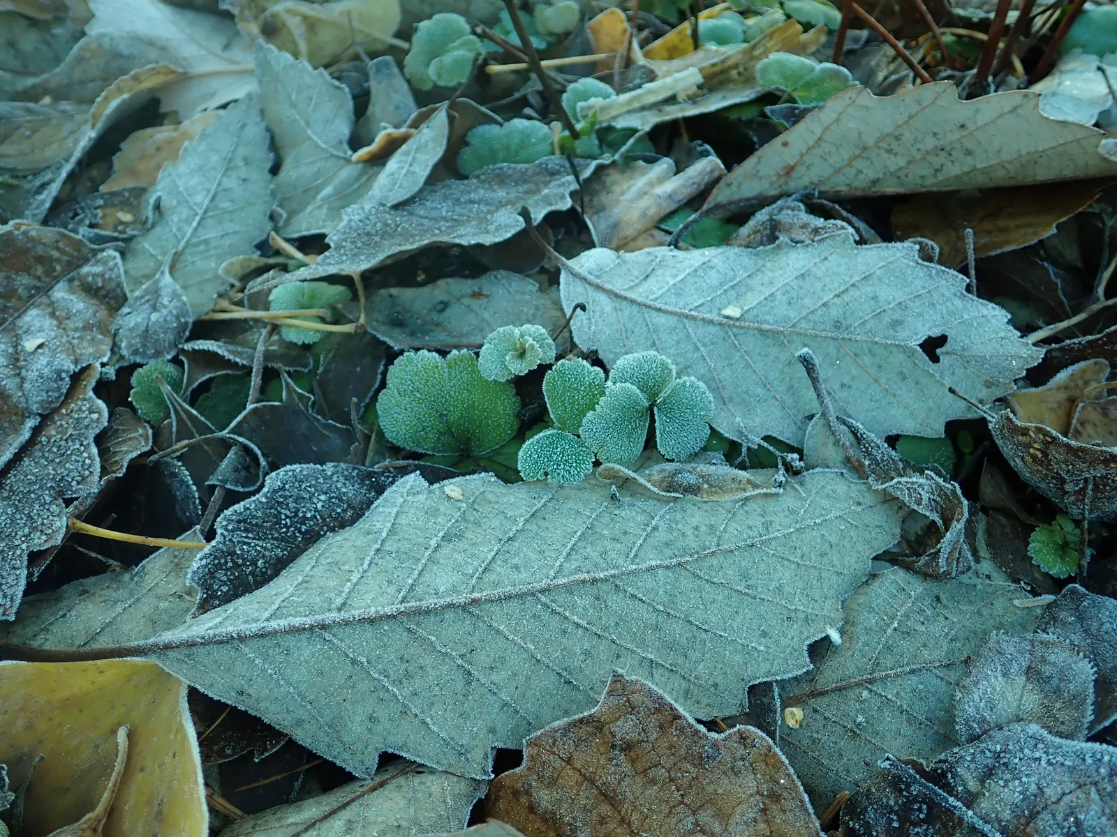Siberian Barren Strawberry (Waldsteinia Ternata) — With a height of 6-12 inches and a spread of 18-24 inches