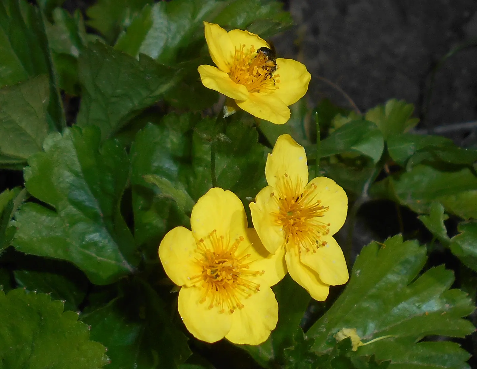 Siberian Barren Strawberry (Waldsteinia Ternata) — ground cover / perennial with yellow blooms