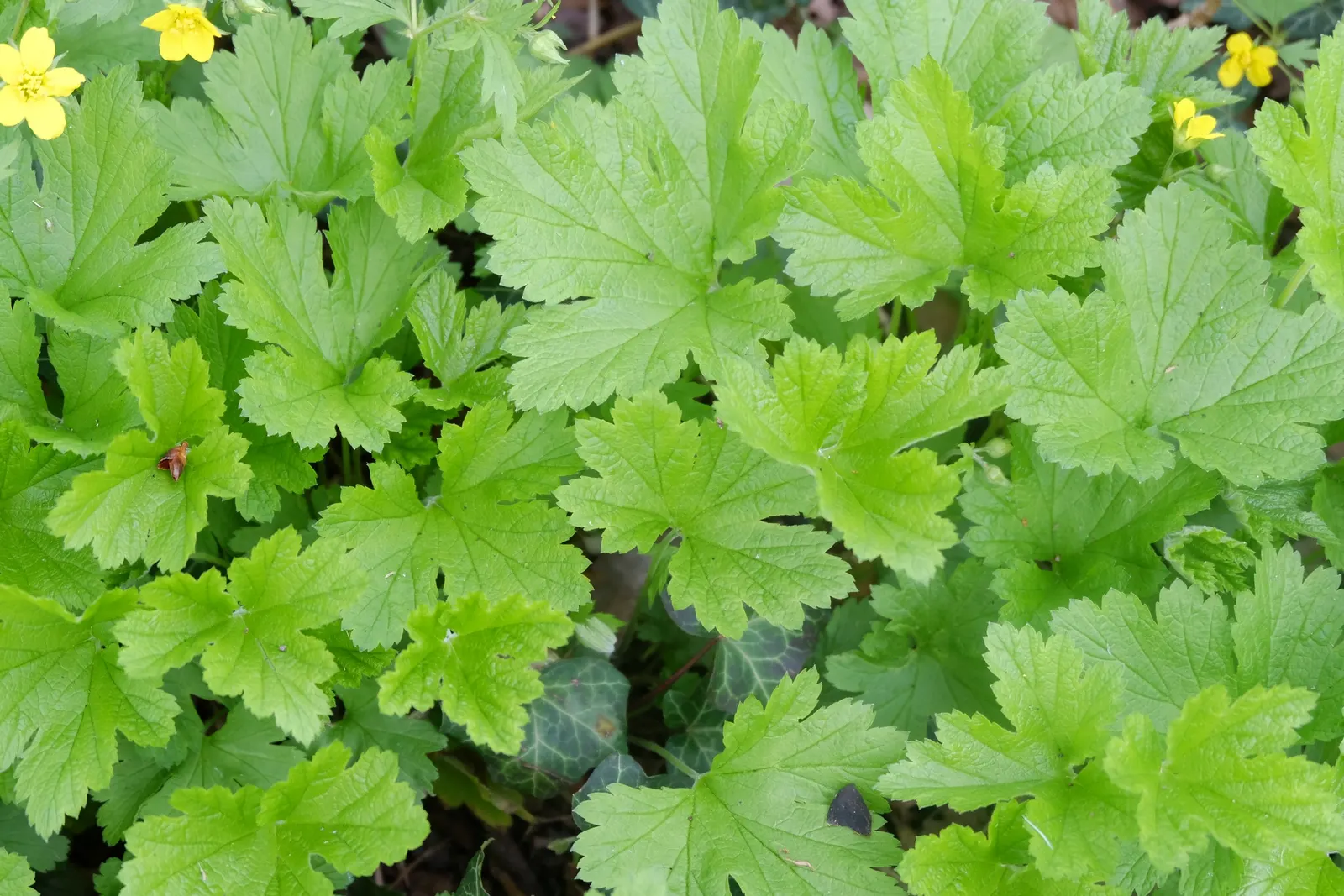 Siberian Barren Strawberry (Waldsteinia Ternata) — This hardy plant flourishes in USDA hardiness zones 4 through 9 and is ideal for introducing a lush