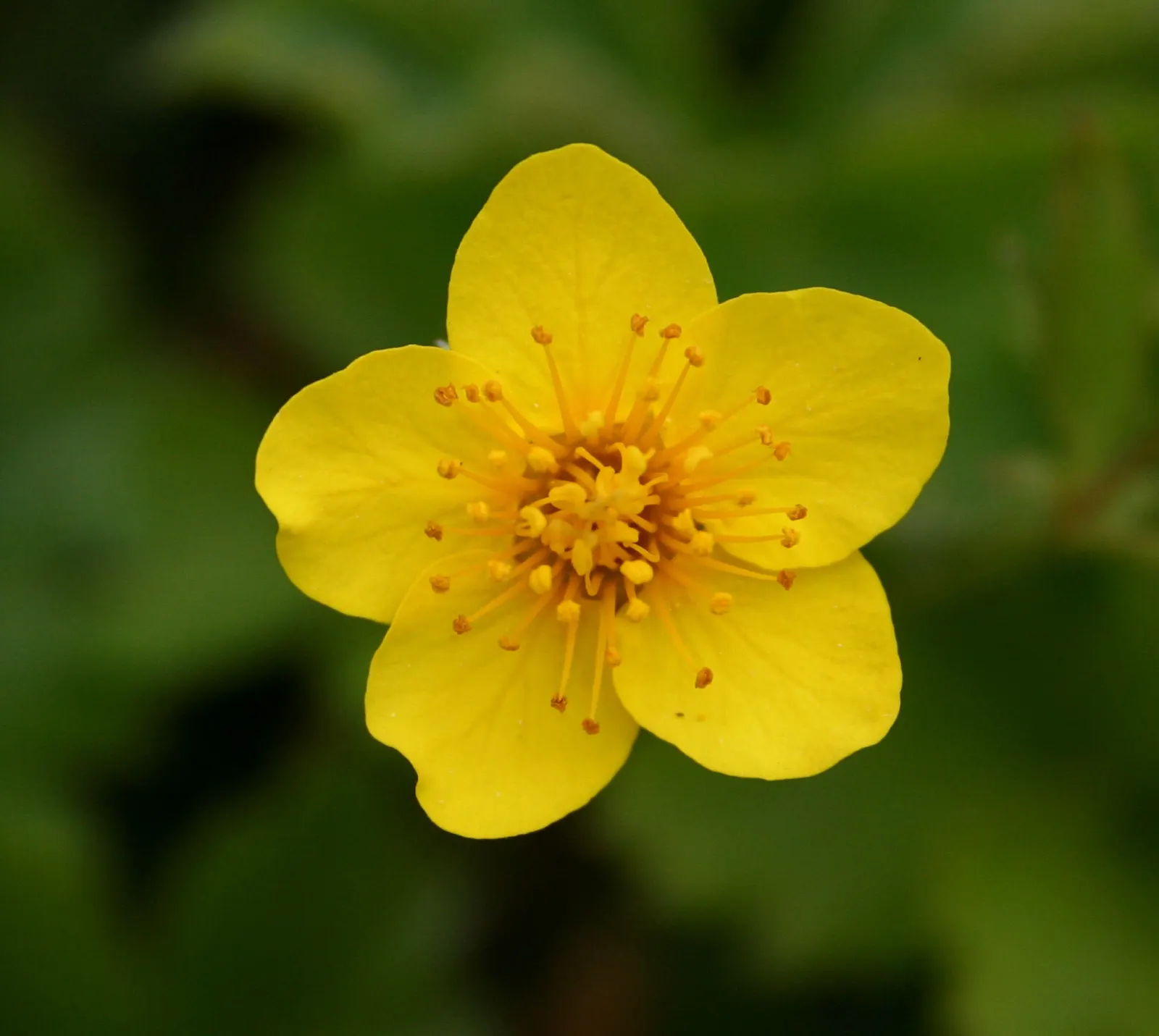 Siberian Barren Strawberry (Waldsteinia Ternata) — carefree growth making it a favorite among landscape designers and homeowners alike