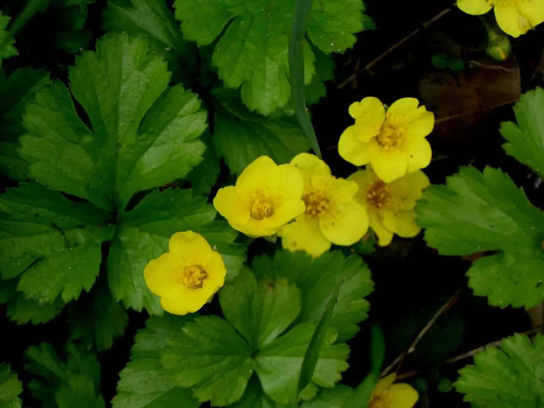 Siberian Barren Strawberry (Waldsteinia Ternata) — Preferring partial to full shade
