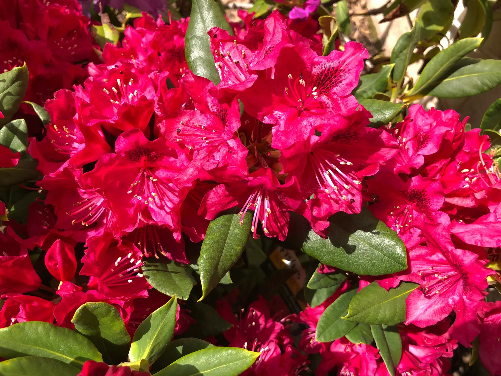 Nova Zembla Rhododendron (Rhododendron 'Nova Zembla') — Ideal for privacy screens or accent planting