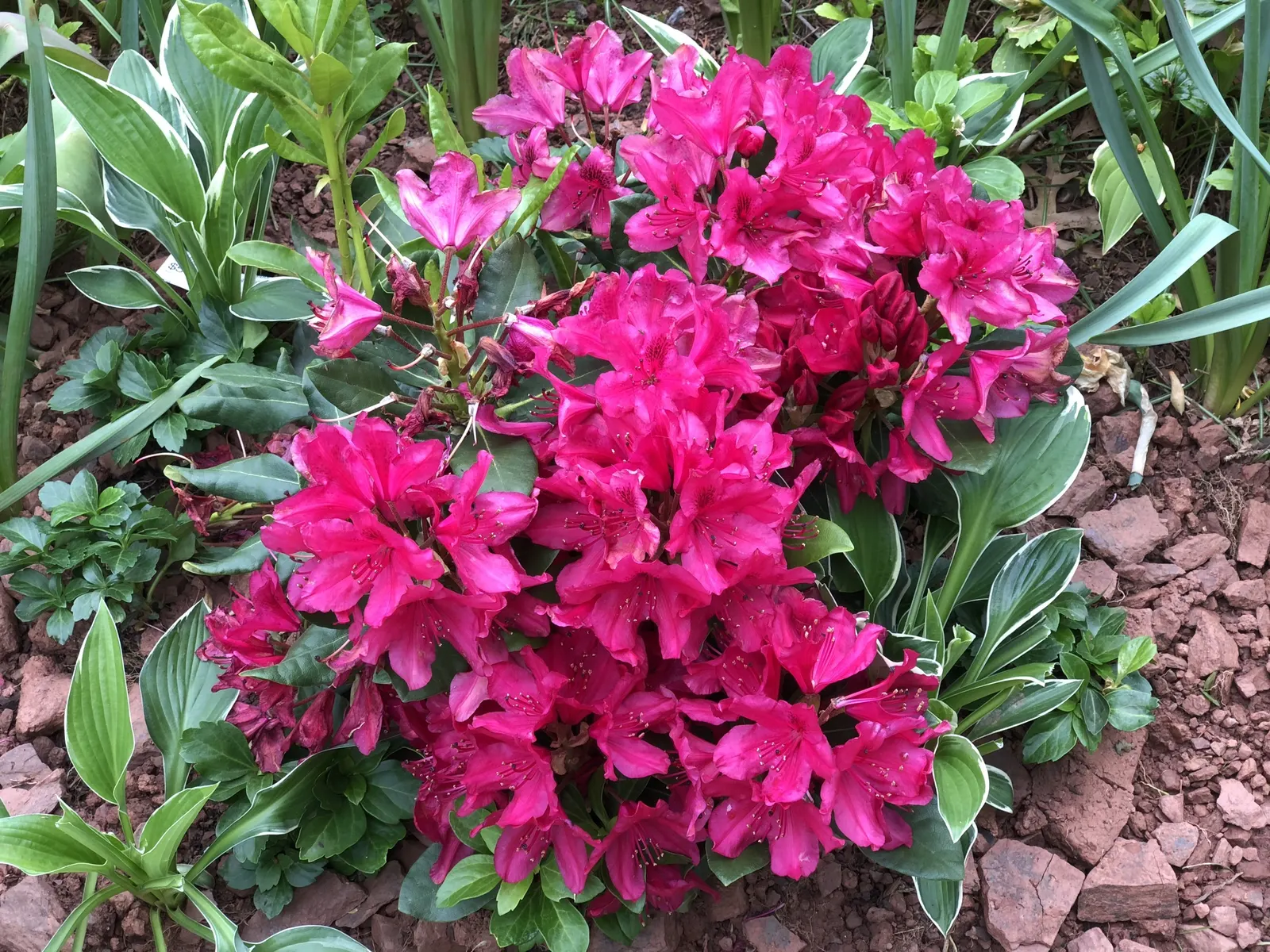 Nova Zembla Rhododendron (Rhododendron 'Nova Zembla') — plant the 'Nova Zembla' in a location that provides dappled shade or morning sun with, image 39