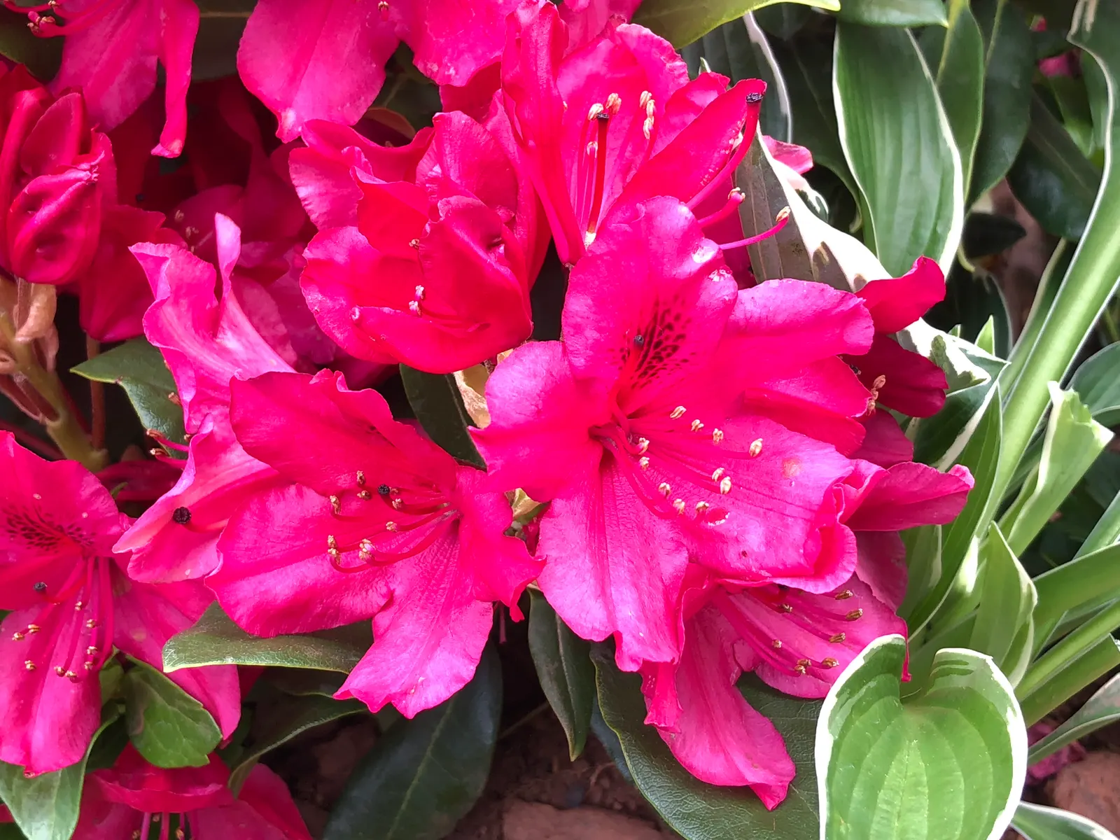Nova Zembla Rhododendron (Rhododendron 'Nova Zembla') — It features bright red spring blooms with darker throat markings; creating an impressive display in