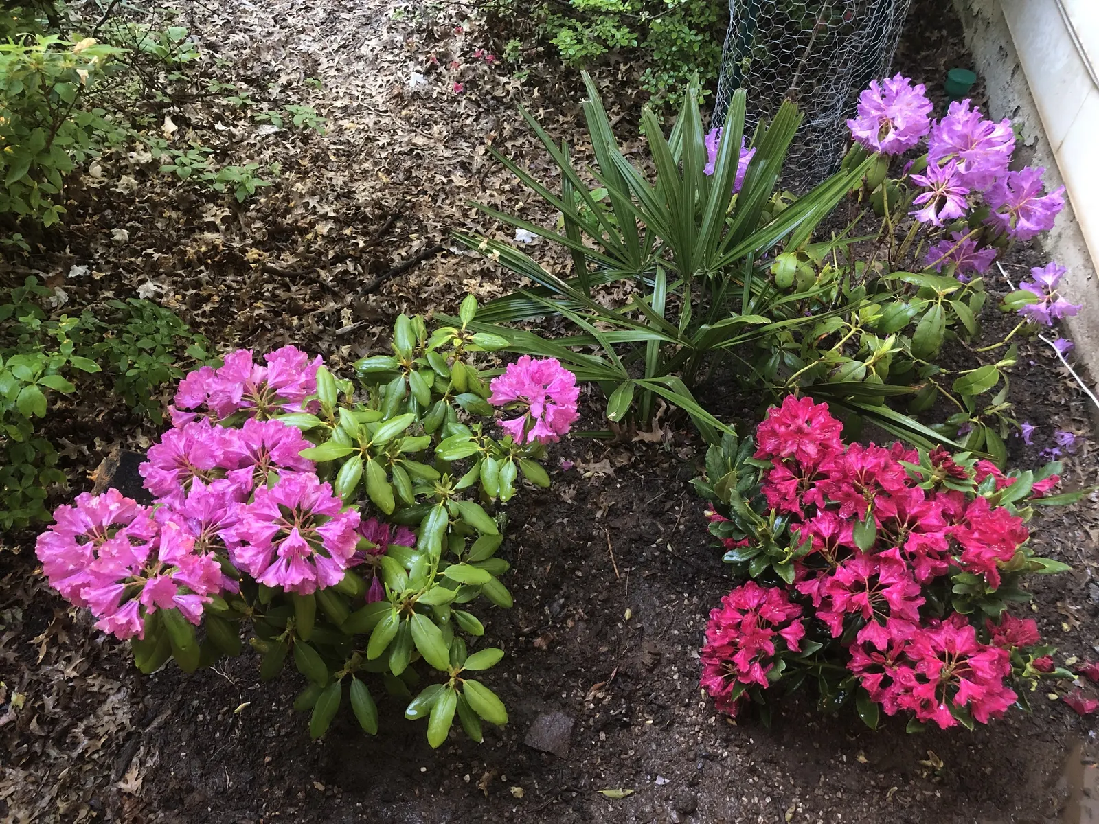 Nova Zembla Rhododendron (Rhododendron 'Nova Zembla') — Prefers partial shade and well-drained, acidic soil; it features bright red spring blooms with darker