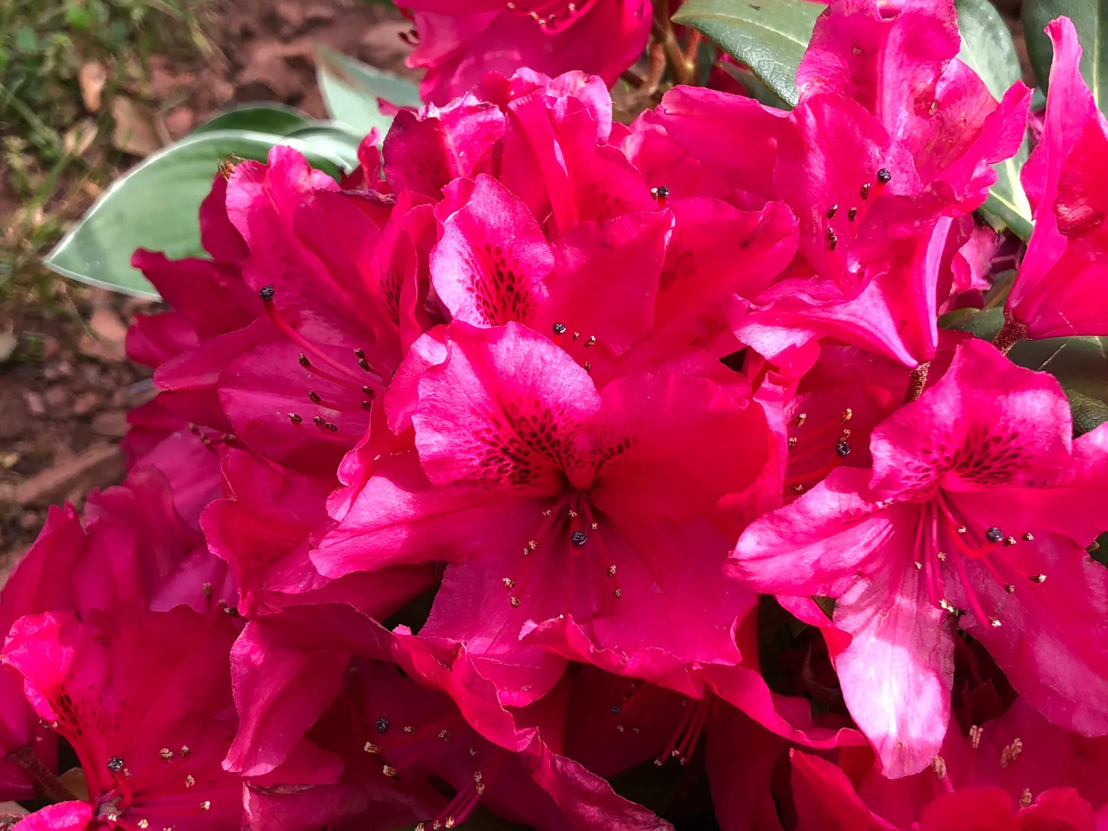 Nova Zembla Rhododendron (Rhododendron 'Nova Zembla') — Hardy and cold-tolerant, it's a reliable landscape choice; regular watering and mulching, image 54