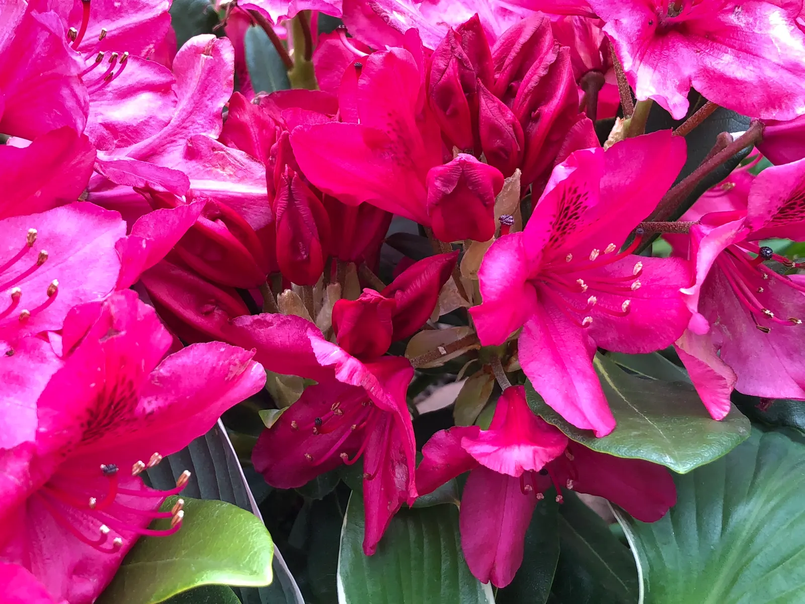 Nova Zembla Rhododendron (Rhododendron 'Nova Zembla') — It can also serve as an effective screen or windbreak when planted in groups; broadleaf evergreen /