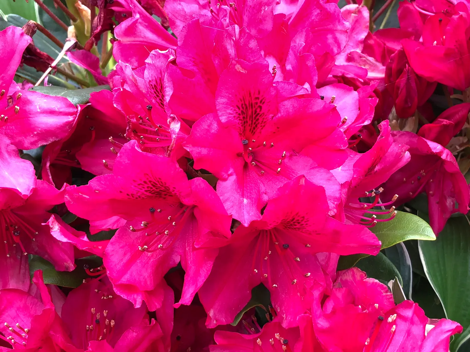 Nova Zembla Rhododendron (Rhododendron 'Nova Zembla') — Densely foliaged, it provides year-round interest; making it an ideal candidate for a wide range of