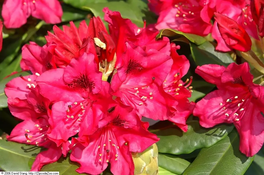 Nova Zembla Rhododendron (Rhododendron 'Nova Zembla') — Prefers partial shade and well-drained, acidic soil; it features bright red spring blooms, image 50
