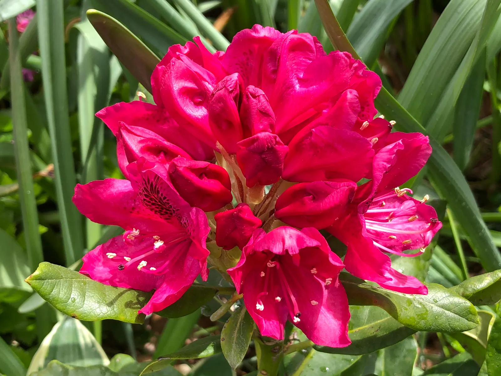 Nova Zembla Rhododendron (Rhododendron 'Nova Zembla') — acidic soil rich in organic matter; rhododendron 'Nova Zembla' is an evergreen shrub thriving in USDA