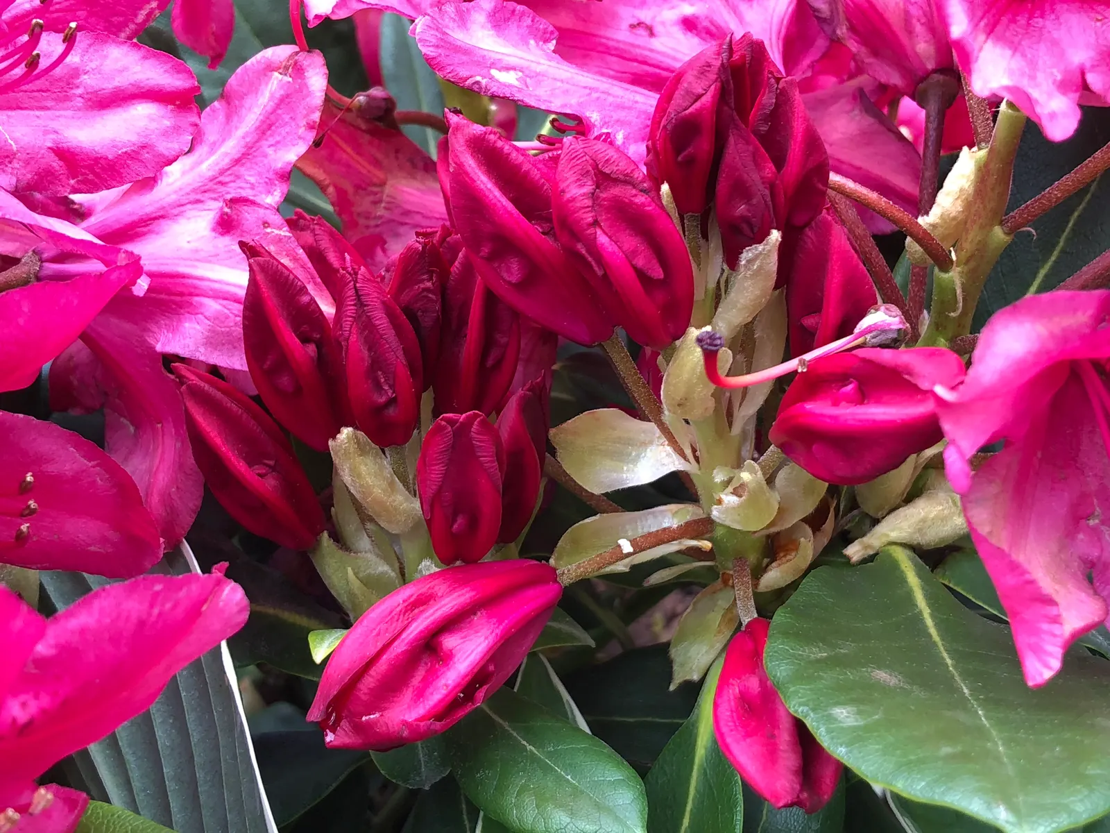 Nova Zembla Rhododendron (Rhododendron 'Nova Zembla') — Regular watering and mulching are essential for optimal health