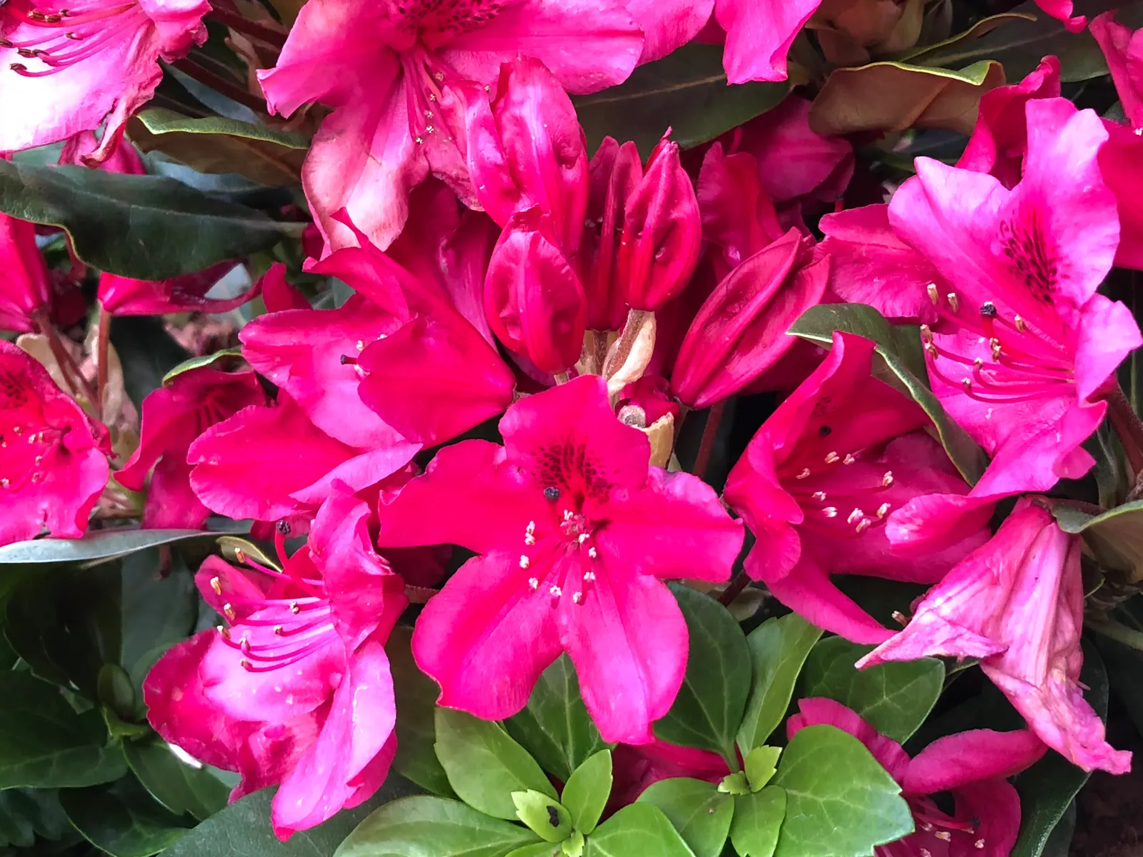 Nova Zembla Rhododendron (Rhododendron 'Nova Zembla') — Ideal for privacy screens or accent planting; plant the 'Nova Zembla' in a location that provides
