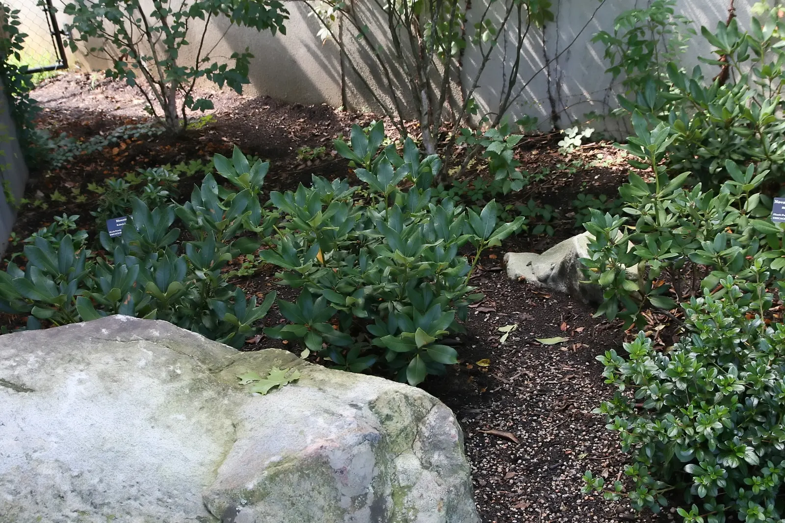 Nova Zembla Rhododendron (Rhododendron 'Nova Zembla') — Regular watering and mulching are essential for optimal health; broadleaf evergreen / shrub for full or