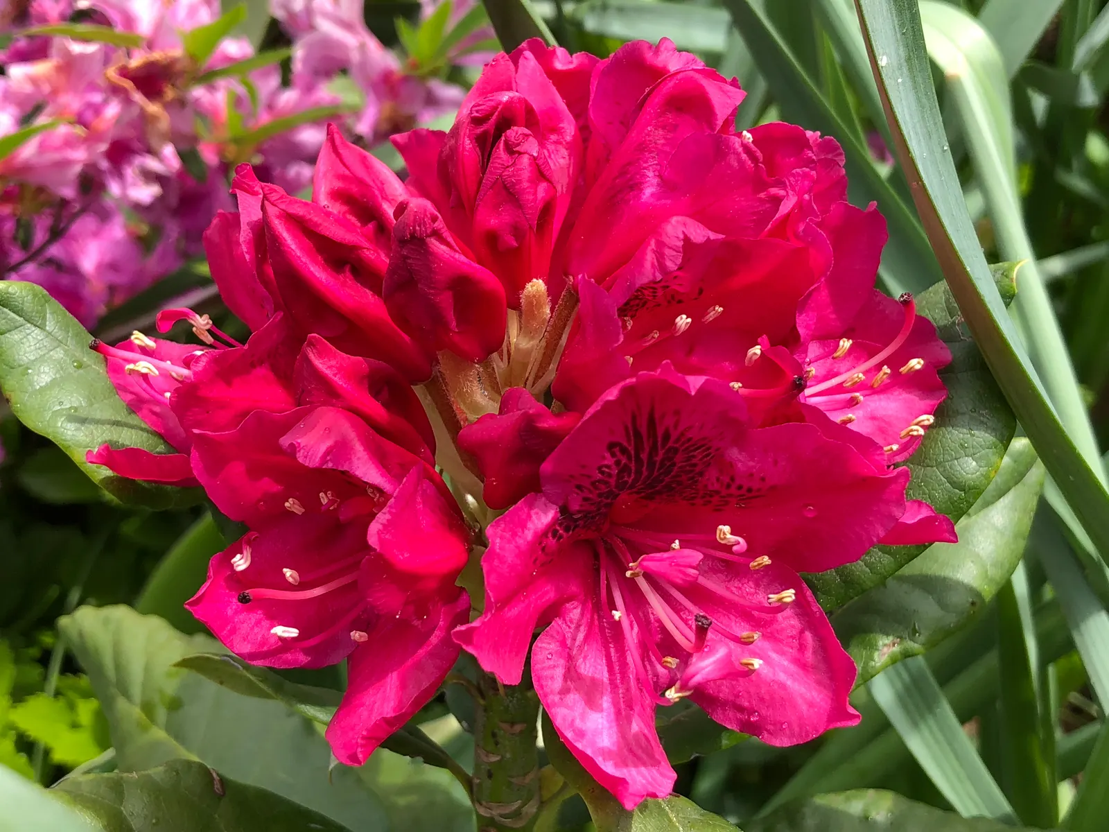 Nova Zembla Rhododendron (Rhododendron 'Nova Zembla') — It performs best in USDA Hardiness Zones 4 to 8