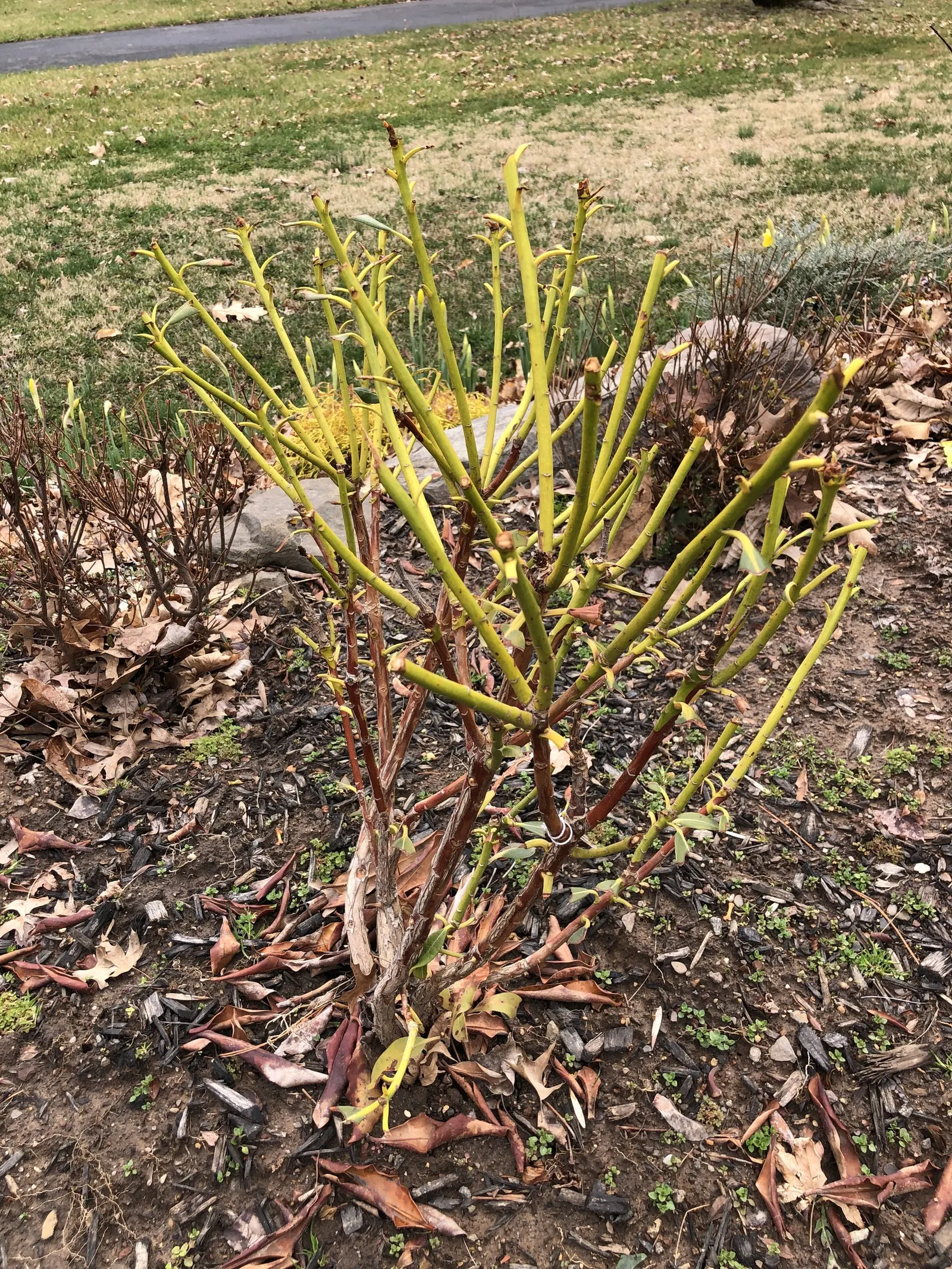 Nova Zembla Rhododendron (Rhododendron 'Nova Zembla') — each with a delicate darker blotch
