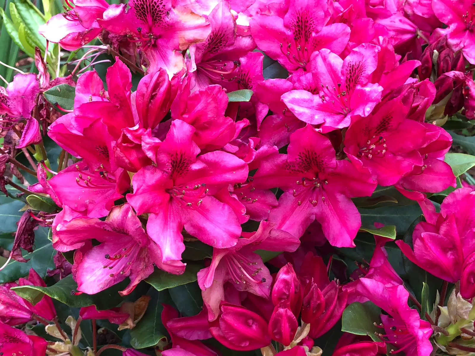 Nova Zembla Rhododendron (Rhododendron 'Nova Zembla') — broadleaf evergreen / shrub with red blooms