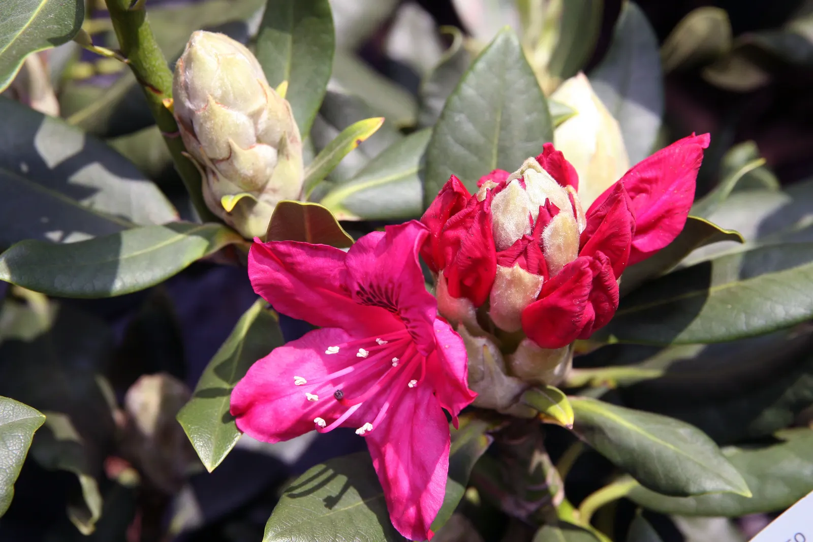 Nova Zembla Rhododendron (Rhododendron 'Nova Zembla') — Consistent moisture is key, but avoid waterlogged conditions; hardy and cold-tolerant, it's a reliable