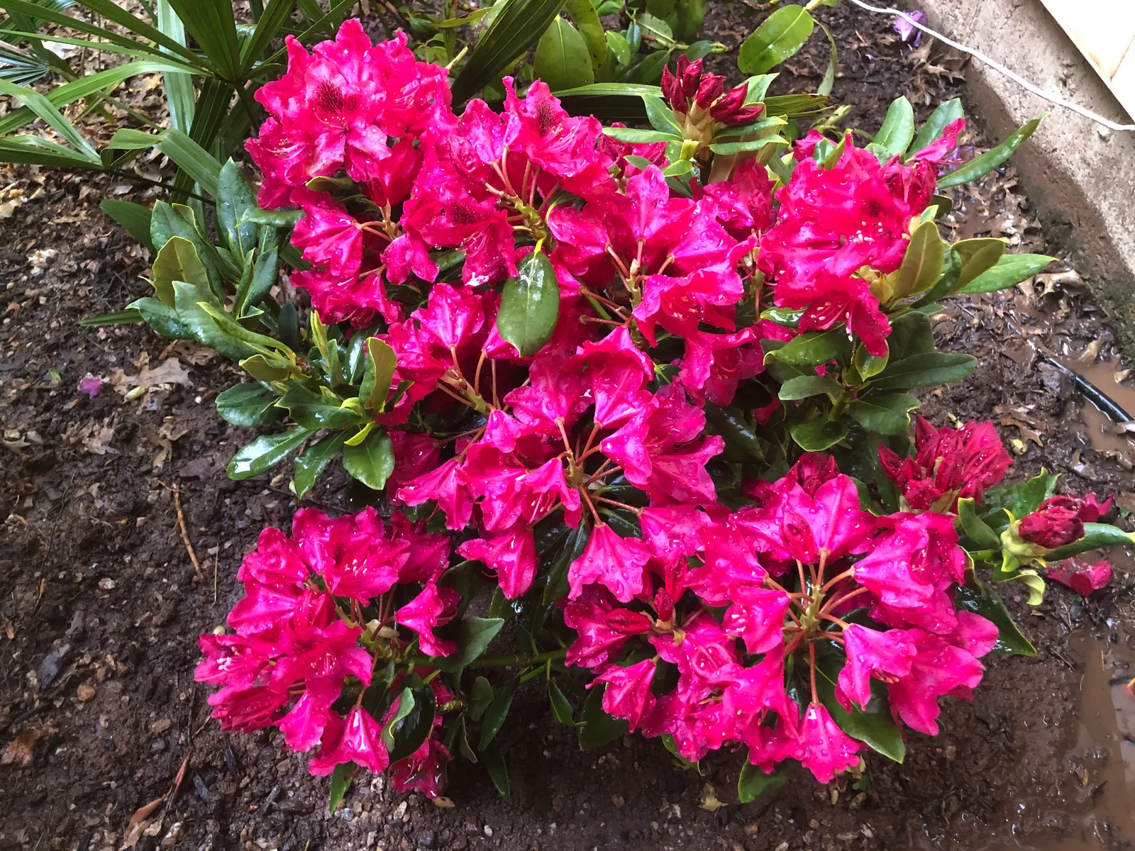 Nova Zembla Rhododendron (Rhododendron 'Nova Zembla') — Hardy and cold-tolerant, it's a reliable landscape choice