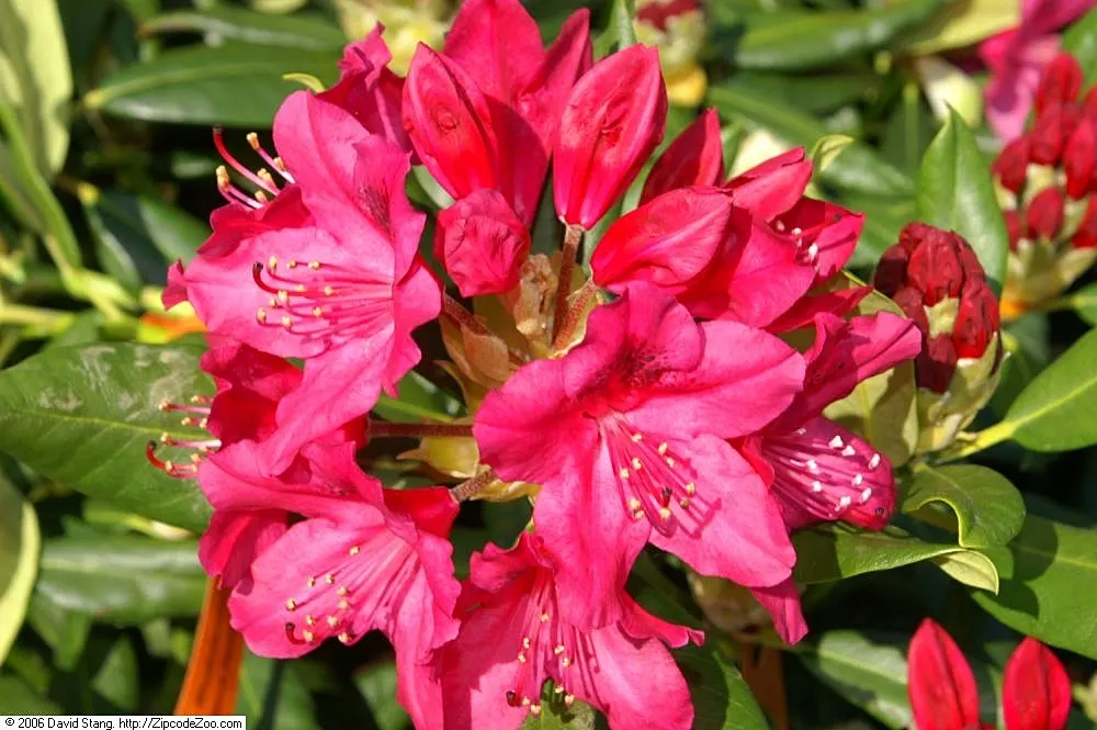 Nova Zembla Rhododendron (Rhododendron 'Nova Zembla') — It features bright red spring blooms with darker throat markings; creating an impressive, image 48