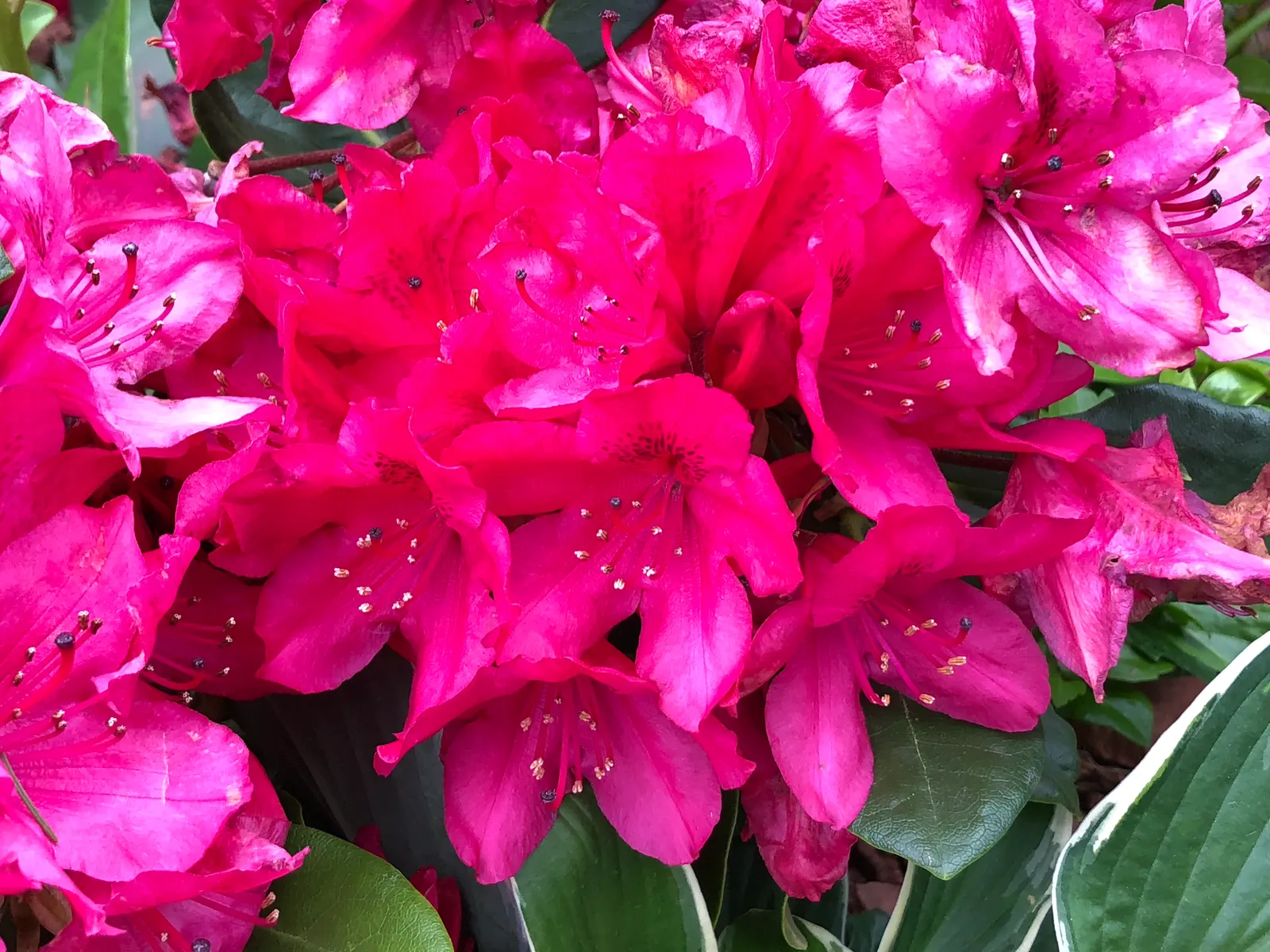 Nova Zembla Rhododendron (Rhododendron 'Nova Zembla') — broadleaf evergreen / shrub for full or half or shade; it can also serve as an effective screen or