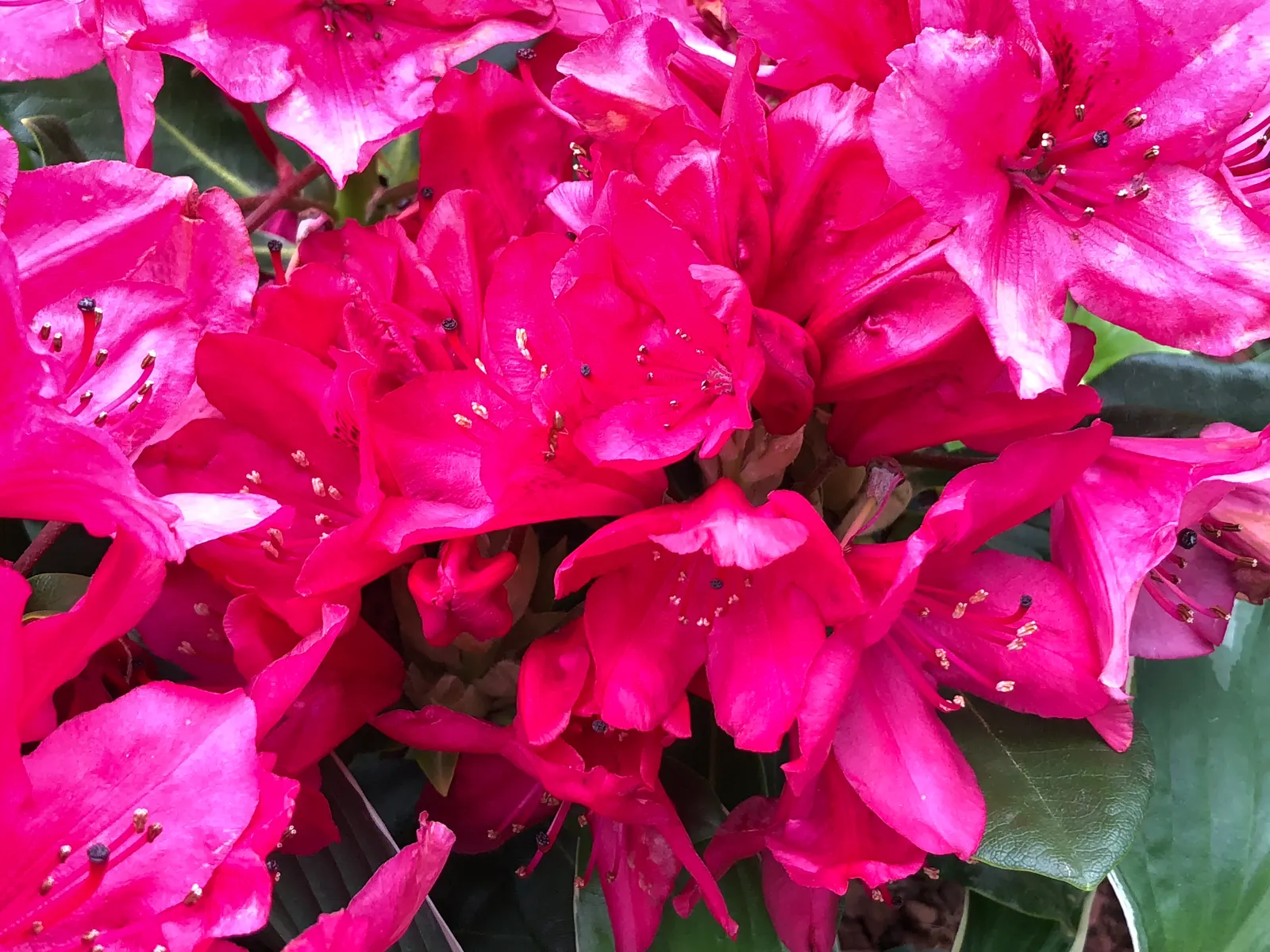 Nova Zembla Rhododendron (Rhododendron 'Nova Zembla') — making it an ideal candidate for a wide range of landscape designs; it performs best in USDA Hardiness