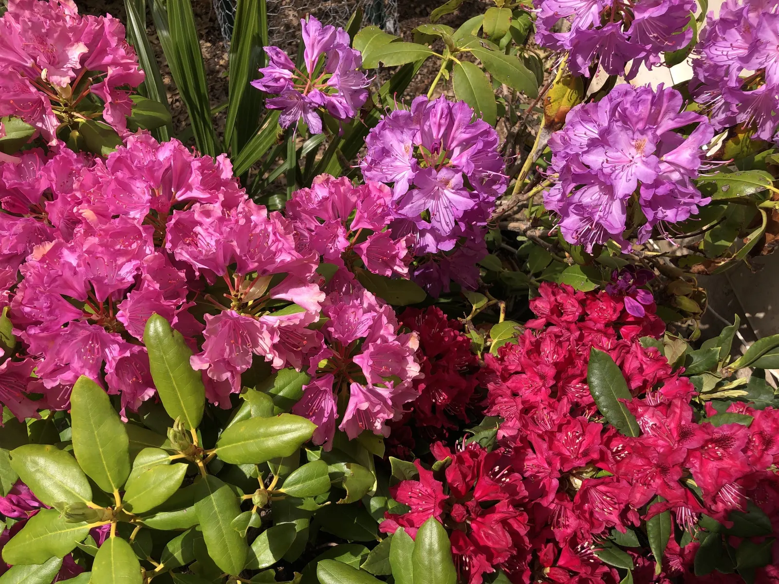 Nova Zembla Rhododendron (Rhododendron 'Nova Zembla') — It can also serve as an effective screen or windbreak when planted in groups