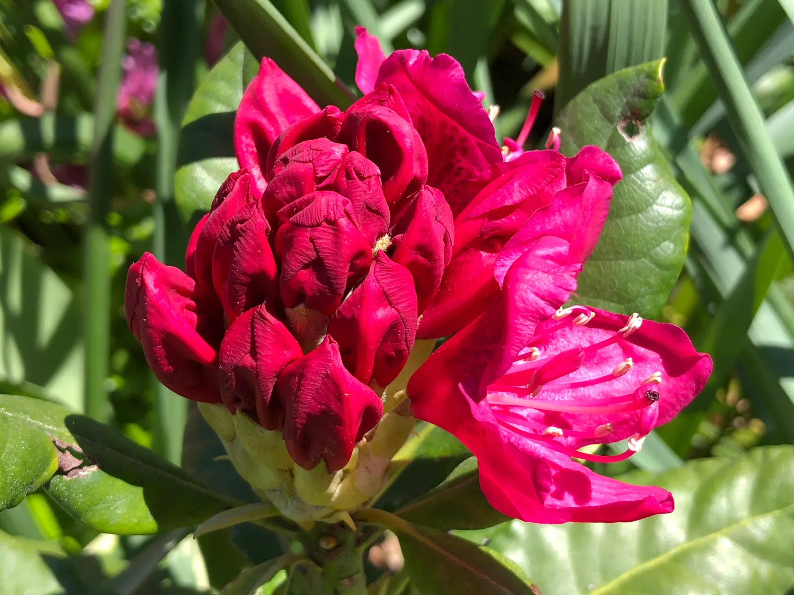 Nova Zembla Rhododendron (Rhododendron 'Nova Zembla') — Rhododendron 'Nova Zembla' is an evergreen shrub thriving in USDA zones 4-8; prefers partial shade and