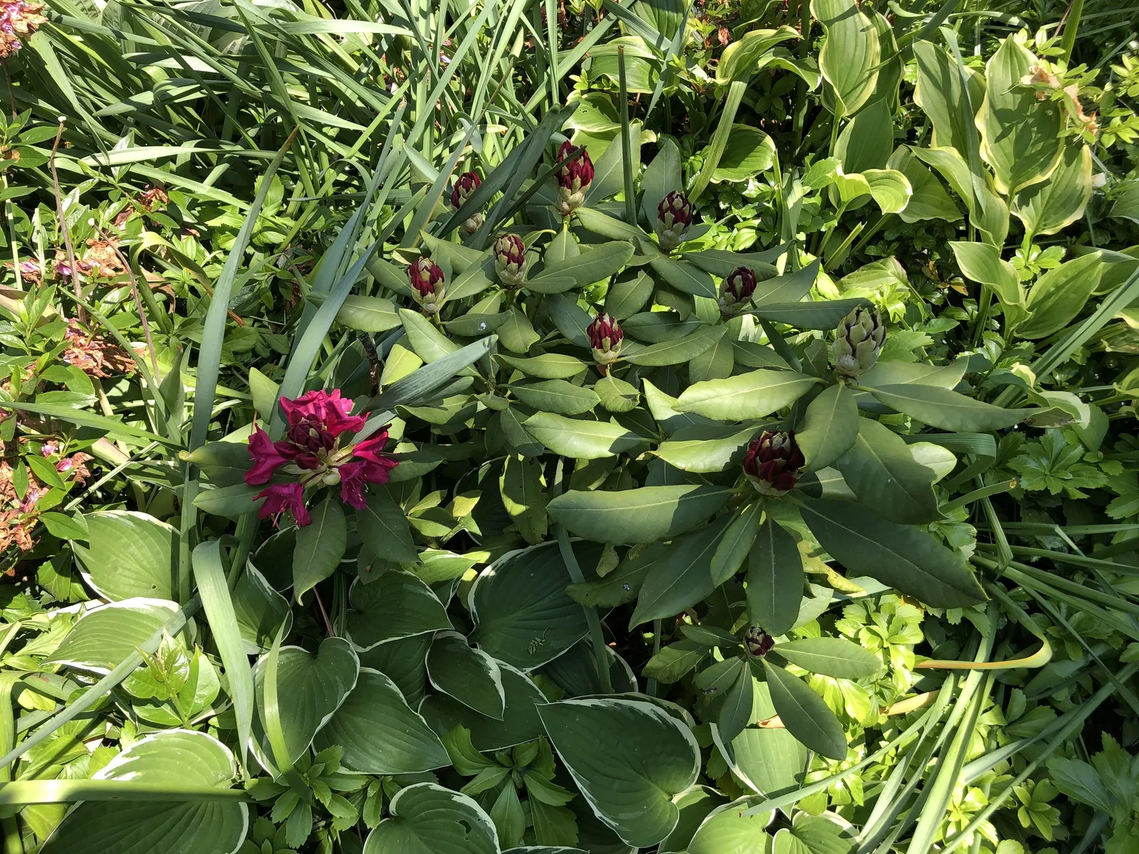 Nova Zembla Rhododendron (Rhododendron 'Nova Zembla') — red flowers in the garden