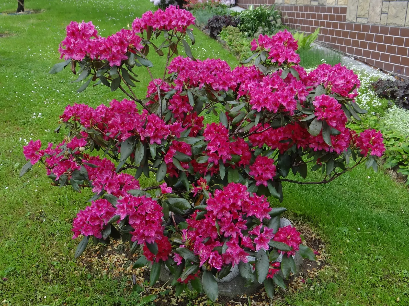 Nova Zembla Rhododendron (Rhododendron 'Nova Zembla') — broadleaf evergreen / shrub for full or half or shade