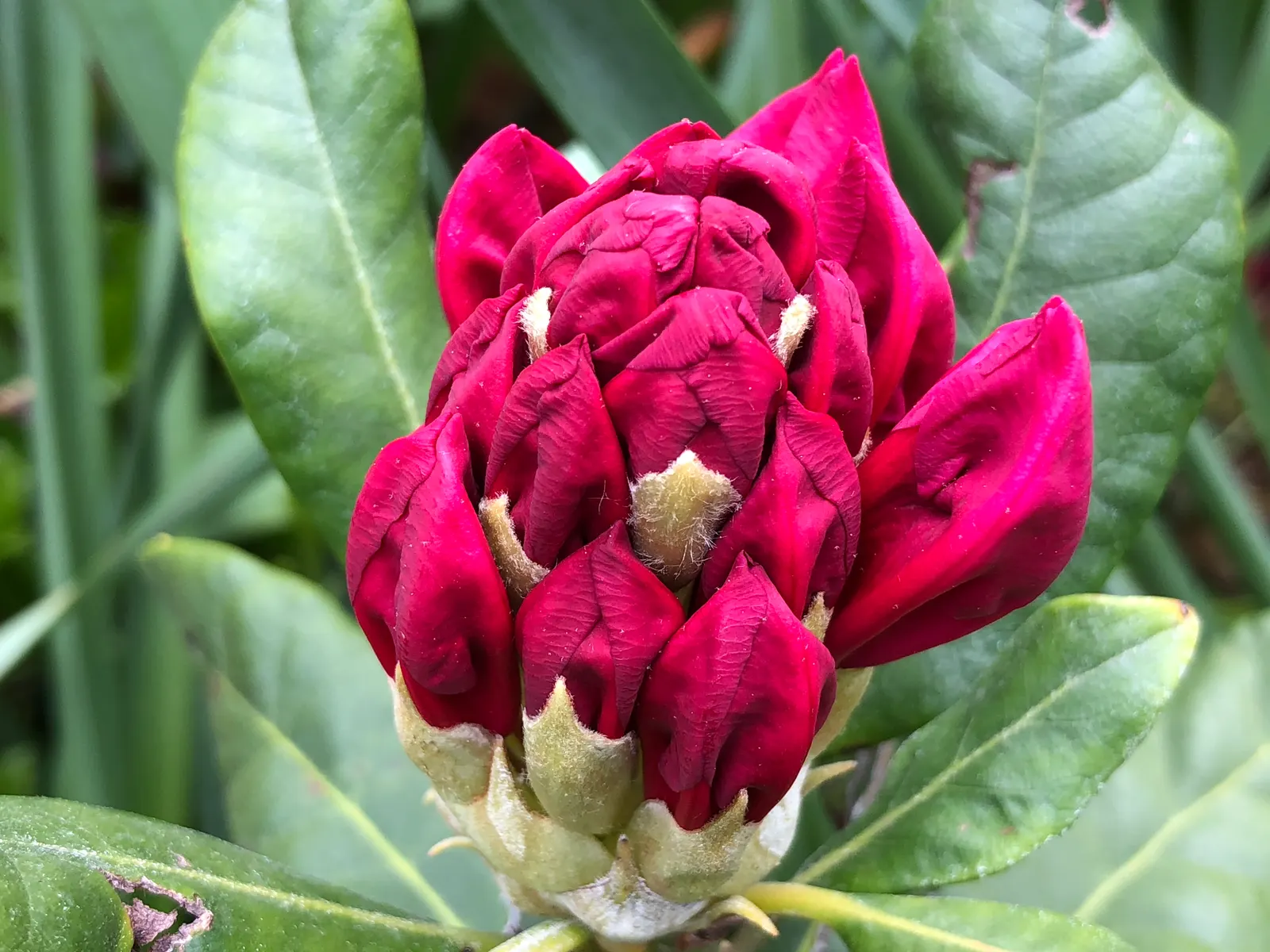 Nova Zembla Rhododendron (Rhododendron 'Nova Zembla') — It features bright red spring blooms with darker throat markings