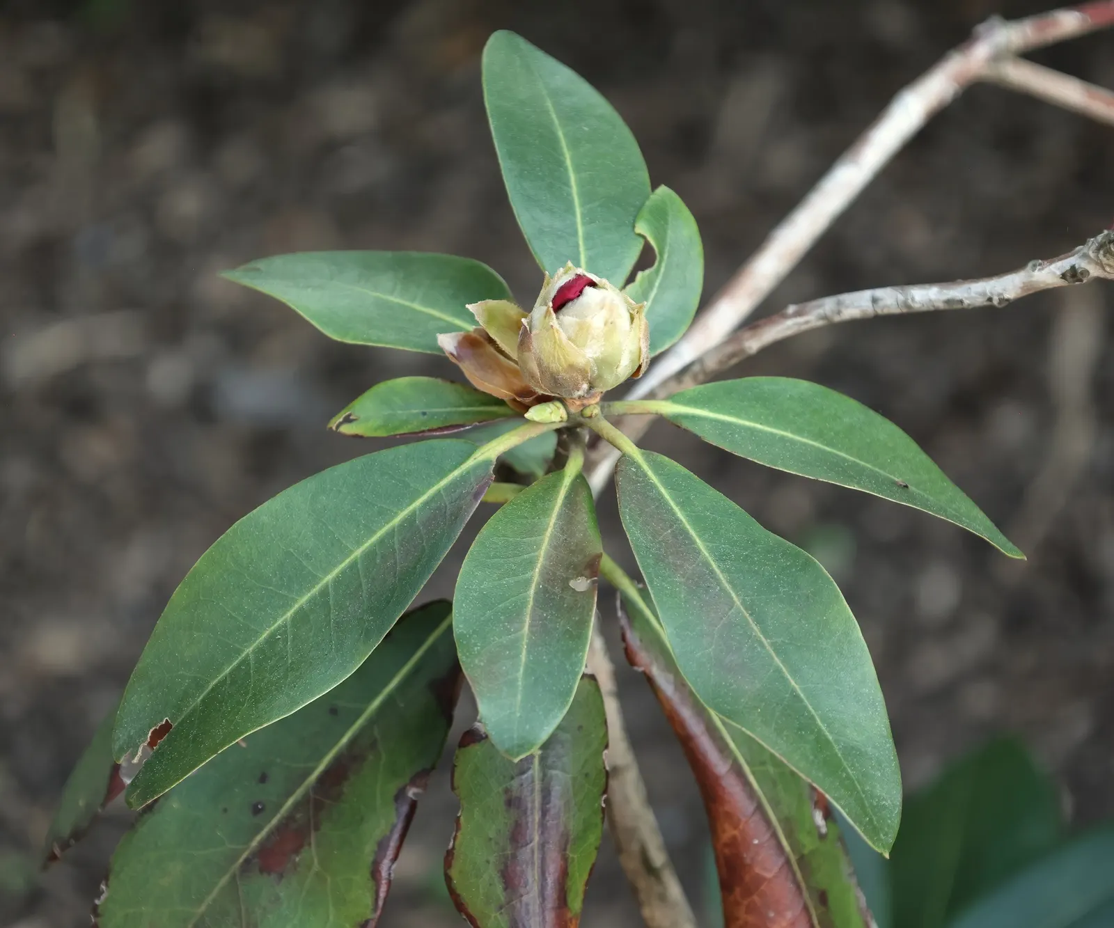Nova Zembla Rhododendron (Rhododendron 'Nova Zembla') — At mature height, it reaches 5-8 feet with a similar spread