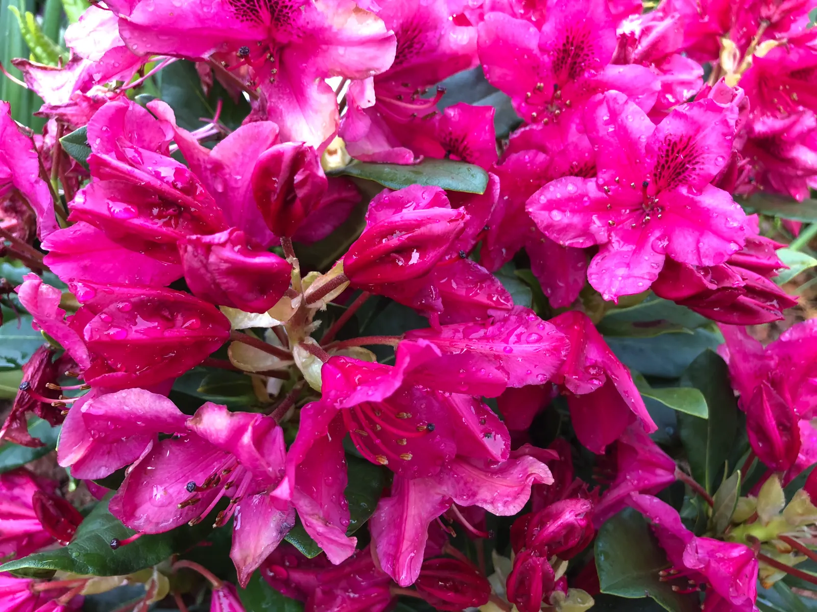 Nova Zembla Rhododendron (Rhododendron 'Nova Zembla') — plant the 'Nova Zembla' in a location that provides dappled shade or morning sun with afternoon shade
