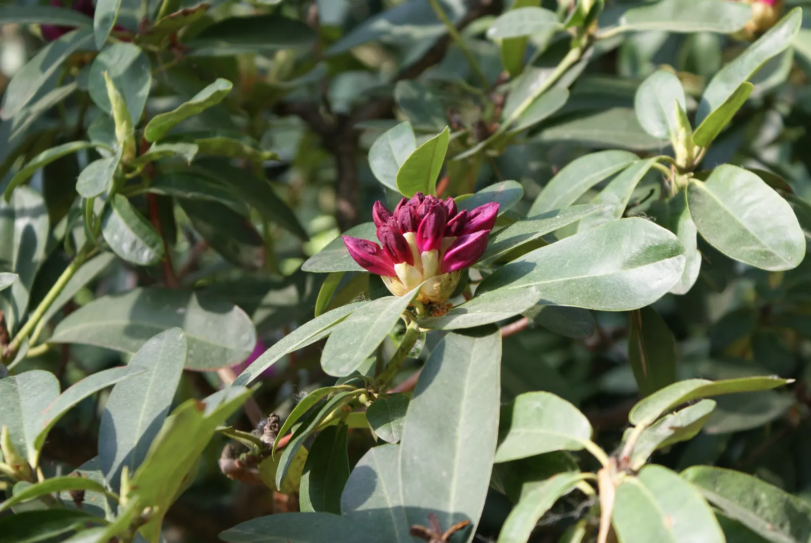 Nova Zembla Rhododendron (Rhododendron 'Nova Zembla') — creating an impressive display in garden beds or as a standalone feature